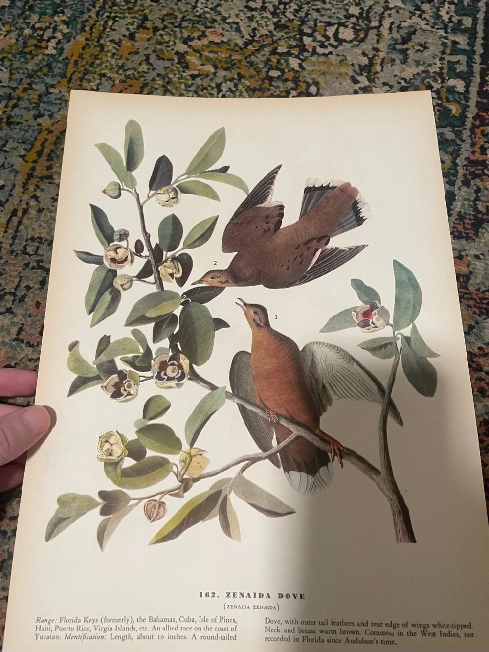 Vintage Dove Wall Art Print in Cream and Brown